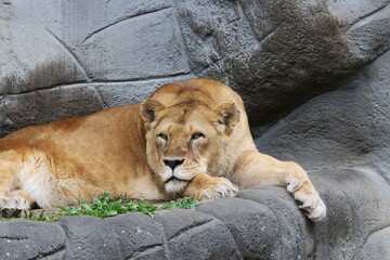 Beautiful Lion is snoozing – Germany
