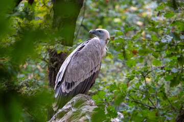 Fototapeta premium vulture in the woods