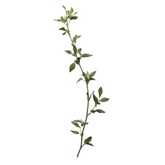 Fototapeta premium Green leaf branch isolated on transparent background, PNG