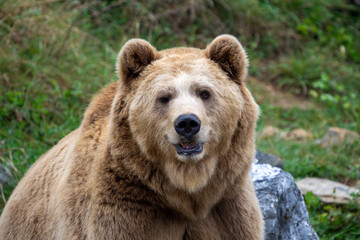 brown bear in the wild