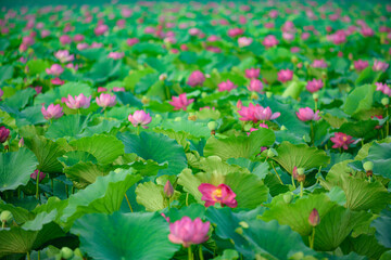 In summer, red lotus flowers are particularly bright against the backdrop of green lotus leaves