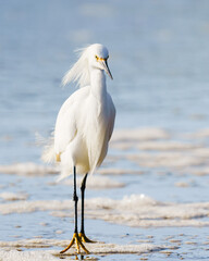 White heron or Little egret, or Egretta garzetta, walking on the beach