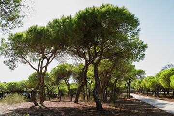 Tall stone pines with dense canopies line a quiet path in the sun.