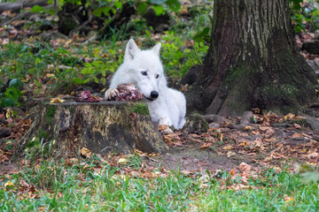 white wolf in the woods eating meat