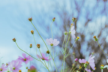 埼玉のコスモス畑