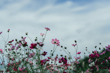 埼玉のコスモス畑