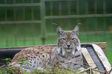 lynx in the grass