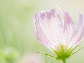 Obraz premium 秋の公園や花壇を彩るコスモスのある風景。背景。自然風景素材。