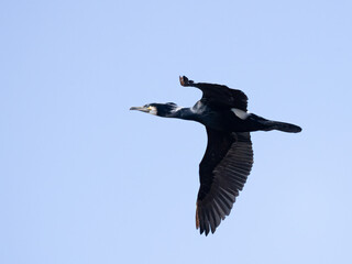 Great cormorant