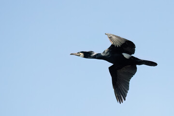 Great cormorant