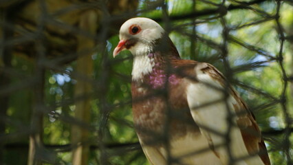 Pigeons inside their aviary at the zoo