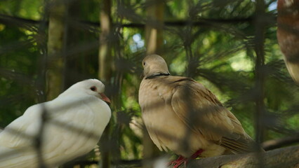 Pigeons inside their aviary at the zoo