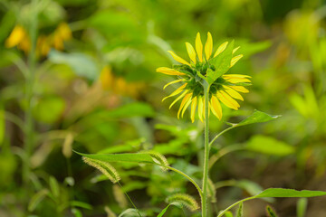 Close up of blooming sunflowers
