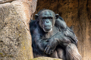 Portrait of adult giant chimpanzee pan monkey sitting