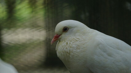 Pigeons inside their aviary at the zoo