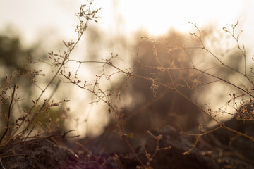 macro photo of wild grass at sunrise