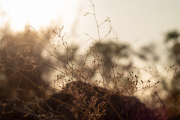 macro photo of wild grass at sunrise