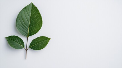 Obraz premium A close-up of fresh green leaves on a light background, showcasing their texture and natural beauty.
