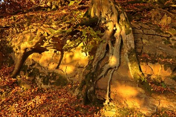 Gemeine Hainbuche (Carpinus betulus) auf Fels im Nationalpark Kellerwald