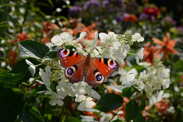 Schmetterling 1159 © K.-U. Häßler