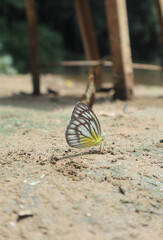 Butterflies that live in the Bantimurung area, Maros Regency, South Sulawesi Province, Indonesia.