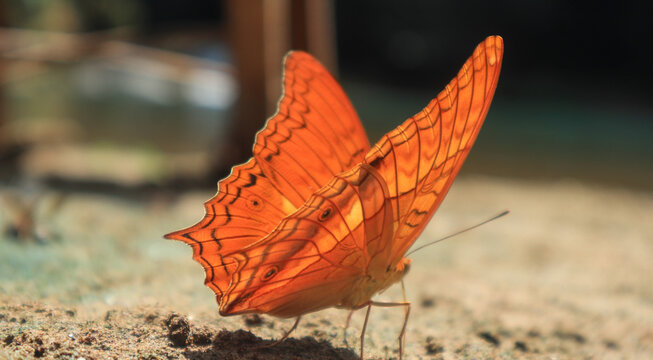 Vindula erota butterfly in the Bantimurung area, Maros Regency, South Sulawesi Province, Indonesia.