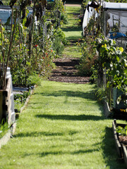 a grassy path between some allotments