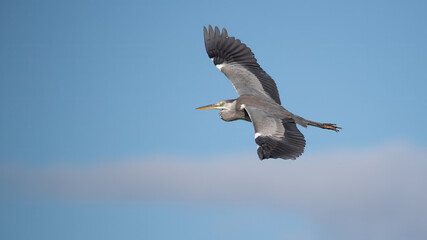 Obraz premium Grey heron in flight - Ardea cinerea