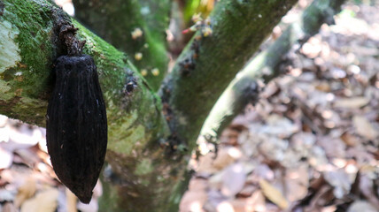Close-up of a blackened cacao pod attached to a moss-covered tree branch in a forest setting, highlighting the natural growth and decay process in tropical environments.