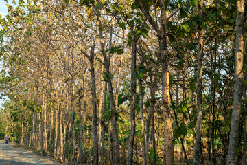 Fototapeta premium teak plants on the village road