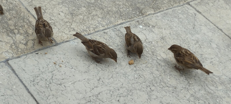 Grupo de p&aacute;jaros gorriones comiendo una miga de pan en el parque