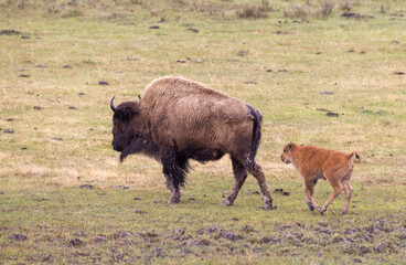 Bison Cow and Calf in Springtime in Yellowstone National Park Wyoming