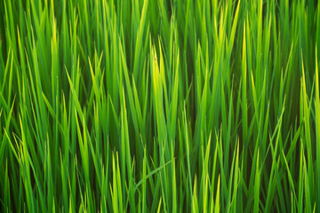 Close up greenery of rice leaves pattern with beautiful sunlight. Green nature background, environment conservation, save the earth, agriculture concept.