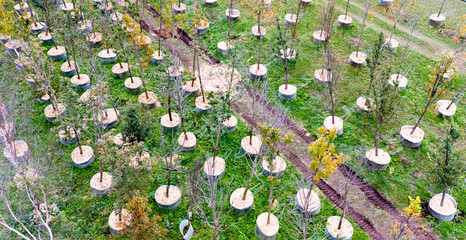 plant seedlings in a plant nursery, top view