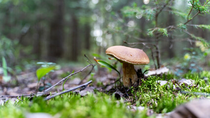 Fototapeta premium beautiful mushroom in a forest clearing in the sunlight