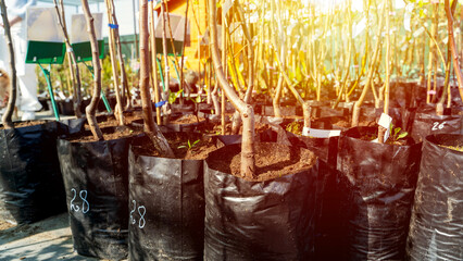 seedlings of fruit plants in a fruit plant nursery