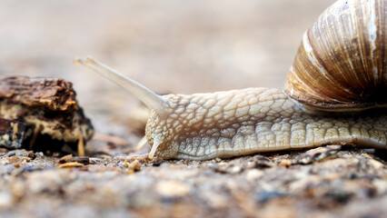 slug or snail in the forest on a path