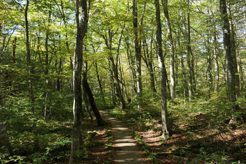 Japan Aomori Tsuta-nana-numa in Early Autumn