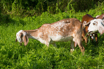 Nubian goats graze in a meadow on a summer sunny day