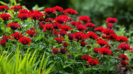 Vibrant Monarda Didyma Flowers in Lush Green Summer Garden