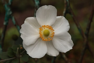 anemone  white flower close up on the dark background