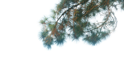 Green leaves and branches isolated on white background with clipping paths for graphic design