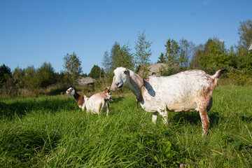 Nubian goats graze in a meadow on a summer sunny day