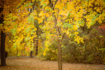 Fall colors from Northern Virginia, USA