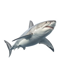 Fototapeta premium Great White Shark Underwater Close Up