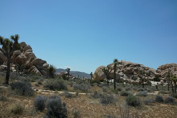 Scenic view of a desert landscape with cholla cacti under a clear blue sky