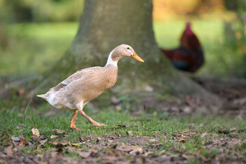 Young Indian runner duck in an autumn garden