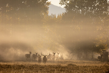 Herd of Elk at Sunrise during the Rut in Autumn in Grand Teton Naitonal Park Wyoming