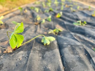 freshly planted strawberry sprouts on black film close-up view from below authentic lifestyle
