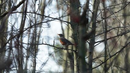 One pretty bird stopping on the tree in a woods